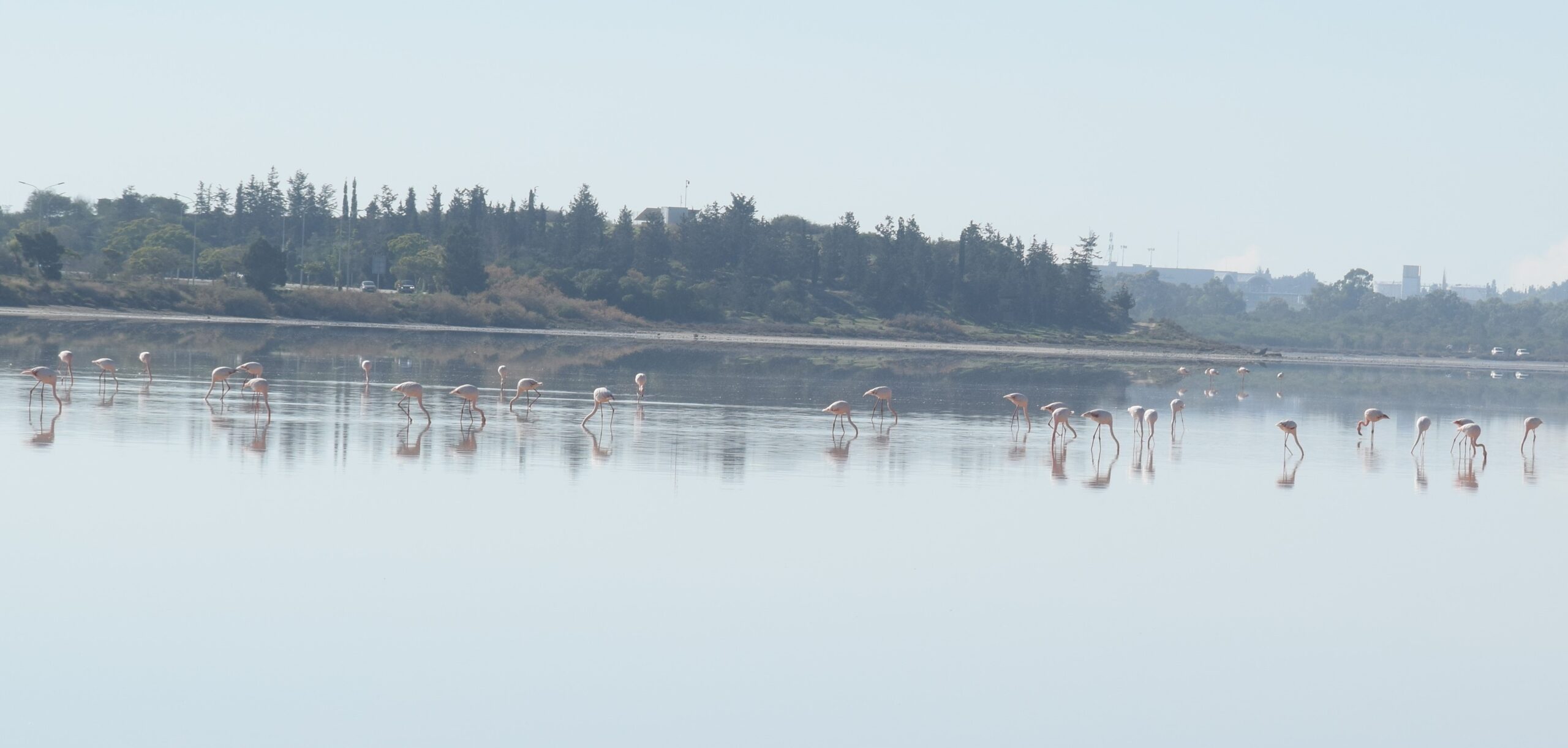 Flamingoes at Larnaca Salt Lake